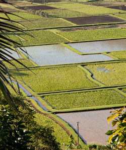 High angle view of agricultural field