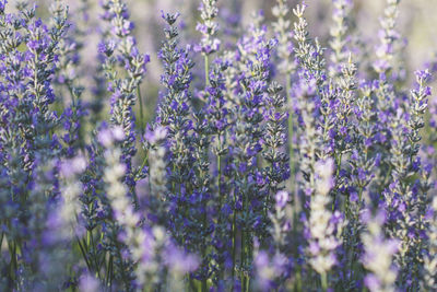 Close-up of purple flowering plants on field