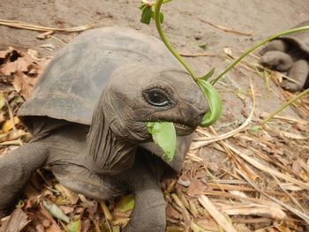 Close-up of a turtle on field