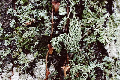 Close-up of ivy growing on tree in forest