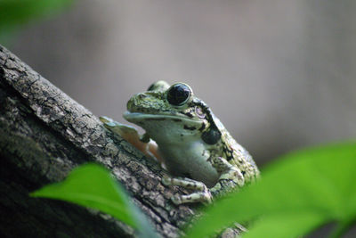 Close-up of frog on branch