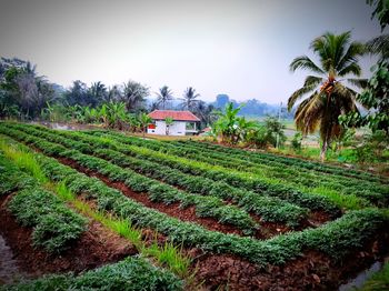 Scenic view of agricultural field against sky