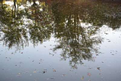 Reflection of trees in lake