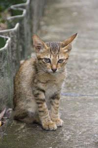 Portrait of cat sitting on footpath