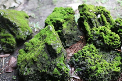 Close-up of moss growing on rock