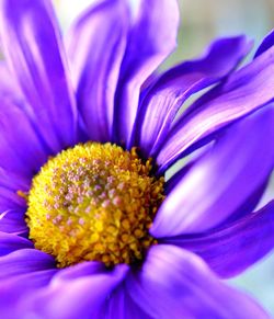 Close-up of yellow flower