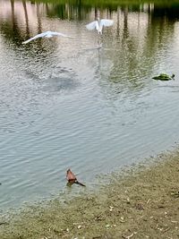 High angle view of ducks swimming in lake