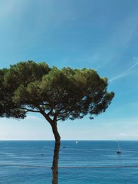 Tree by sea against blue sky
