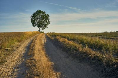 Plant growing on land against sky