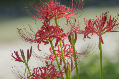 Close-up of red flowering plant