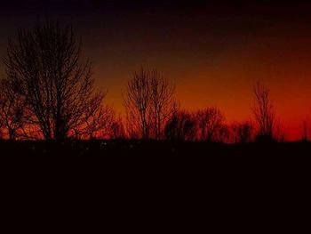 Silhouette of bare trees at sunset