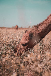 View of horse on field