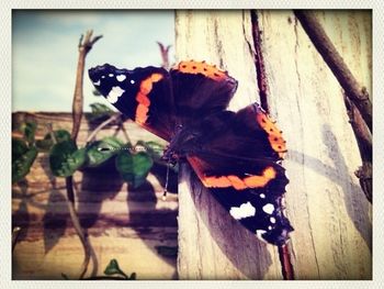 Close-up of butterfly on leaf