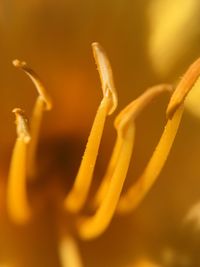 Close-up of flower against blurred background