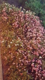 Pink flowers blooming on tree