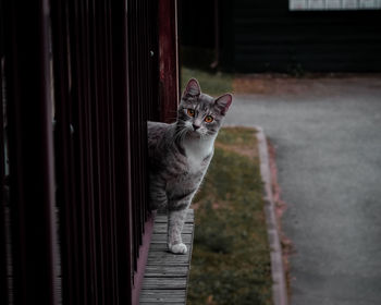 Portrait of cat looking at camera