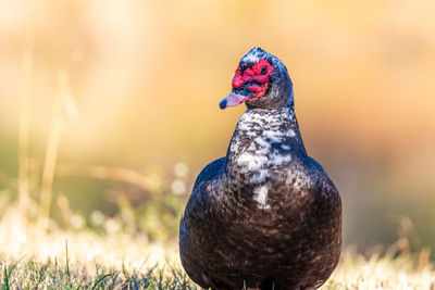 Close-up of a bird on land