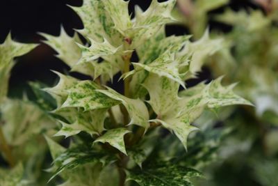 Close-up of leaves