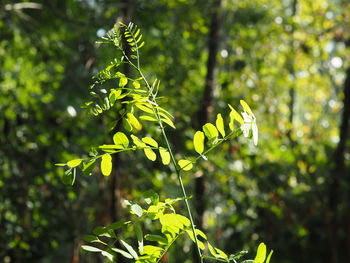 Close-up of plant growing on tree