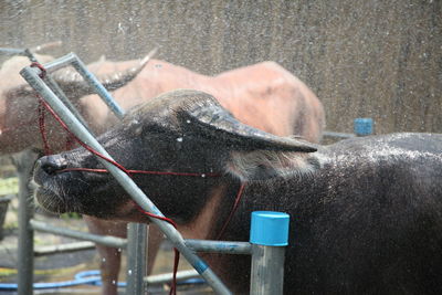 Close-up of cow drinking water