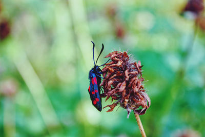 Close-up of butterfly pollinating on flower