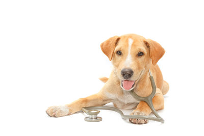 Portrait of dog with stethoscope relaxing on white background