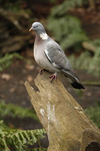 Close-up of bird perching on tree