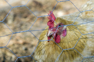 Close-up of chicken