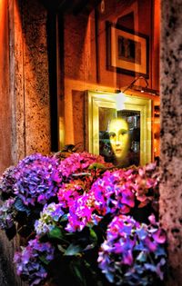 Close-up of purple flowering plant by window of building