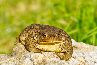 Close-up of frog on rock