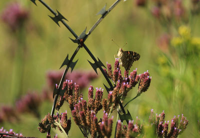 Close-up of butterfly pollinating on purple flower