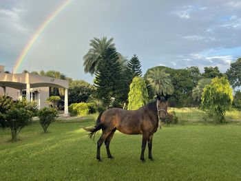 View of a horse on field