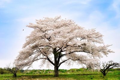 Close-up of fresh flower tree against sky