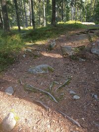 High angle view of trees growing in forest