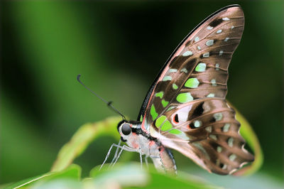 Close-up of butterfly perching on leaf