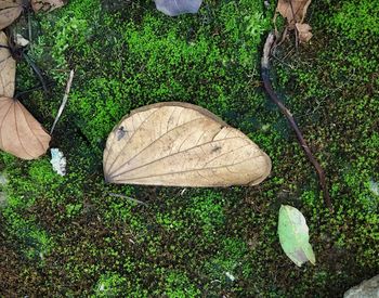 High angle view of dry leaf on field