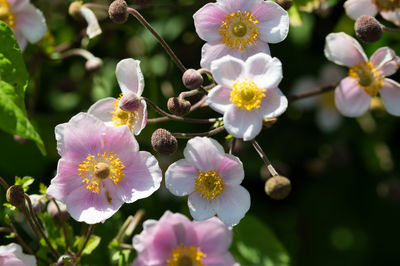 Close-up of fresh flowers