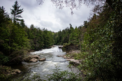 River flowing amidst trees in forest against sky