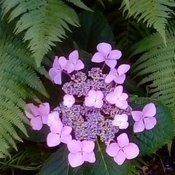 Close-up of purple flowers blooming outdoors