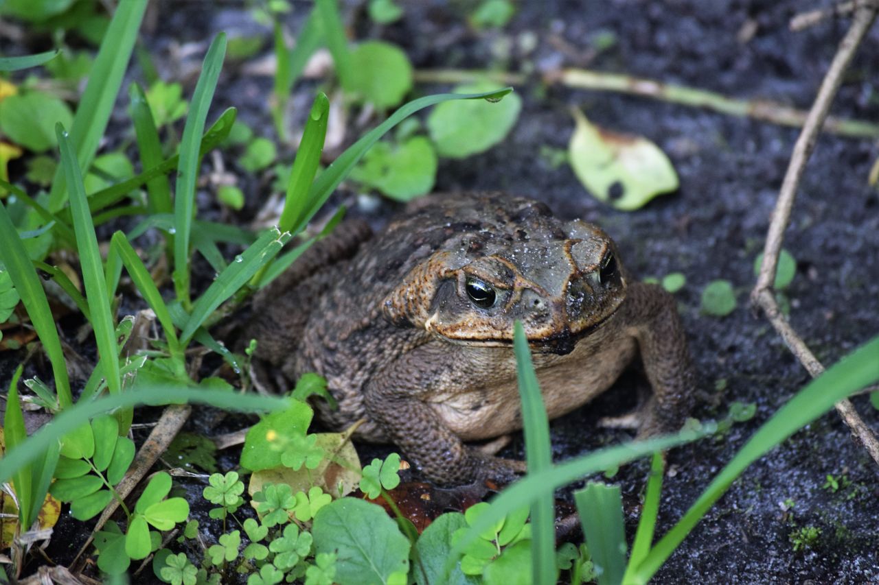 animal wildlife, animal, animal themes, animals in the wild, one animal, vertebrate, plant part, nature, leaf, plant, amphibian, frog, no people, day, green color, land, selective focus, reptile, growth, field