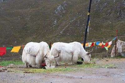 Sheep in a field