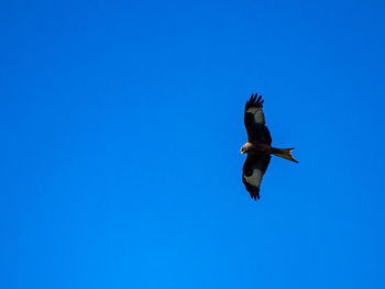 Low angle view of bird flying