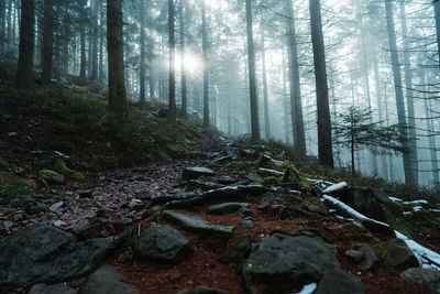 Fallen trees in forest