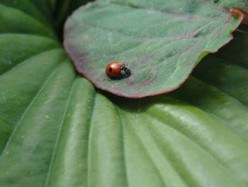 Close-up of ladybug on leaf