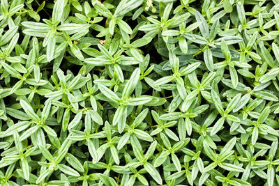 High angle view of green plants