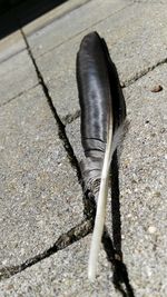 Close-up high angle view of lizard