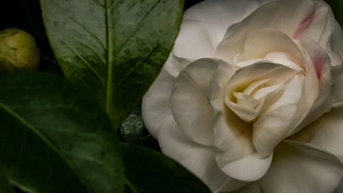 Close-up of white flower blooming outdoors