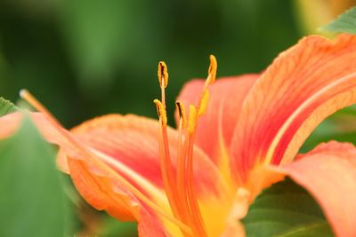 Close-up of orange lily