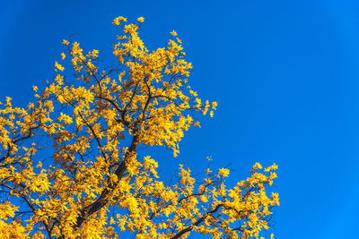 Low angle view of flowering plant against clear blue sky