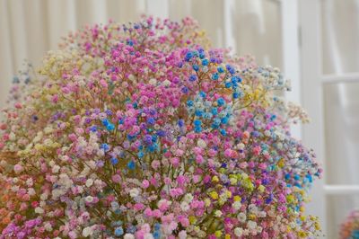 High angle view of purple flowering plant